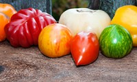 Как выращивать помидоры? Основные советы и секреты.